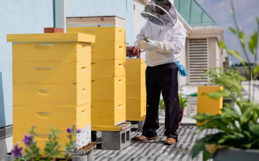 a beekeeper tends to yellow towers of enclosed bee hives on an outdoor terrace

