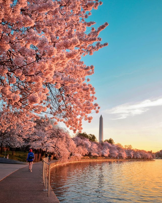 National Cherry Blossom Festival 2024 Corine Kaycee