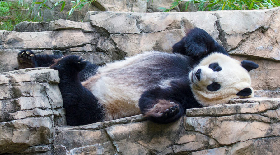 Panda im National Zoo