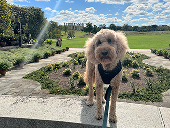 Dog at U.S. National Arboretum