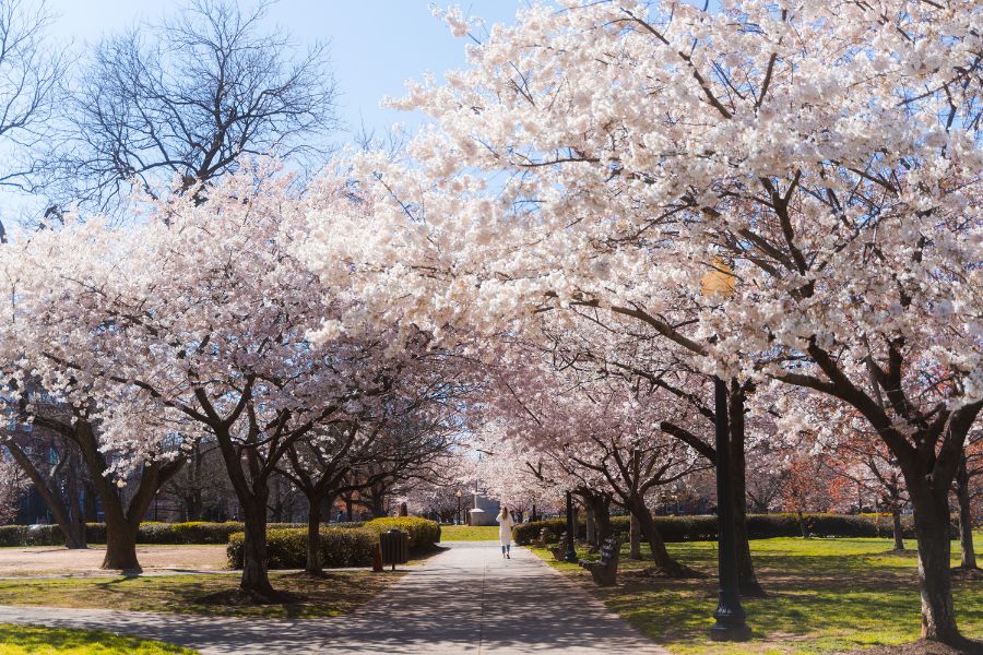 Stanton Park Cherry Blossoms
