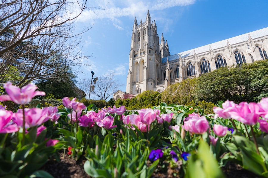 Pink tulips bloom in the foreground with the majestic Washington National Cathedral rising against a bright blue sky in the background.