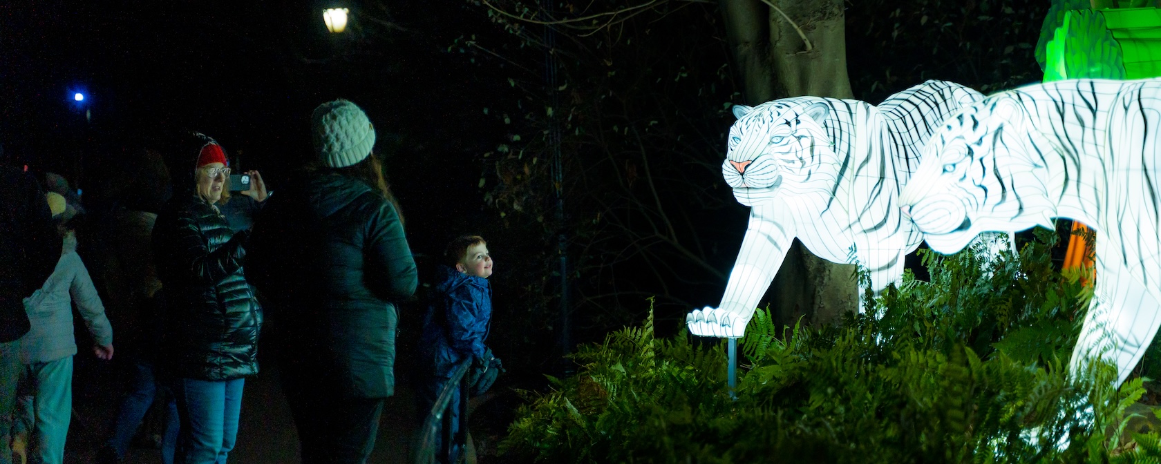 Visitors viewing illuminated tiger lanterns at the zoo's holiday lights event.