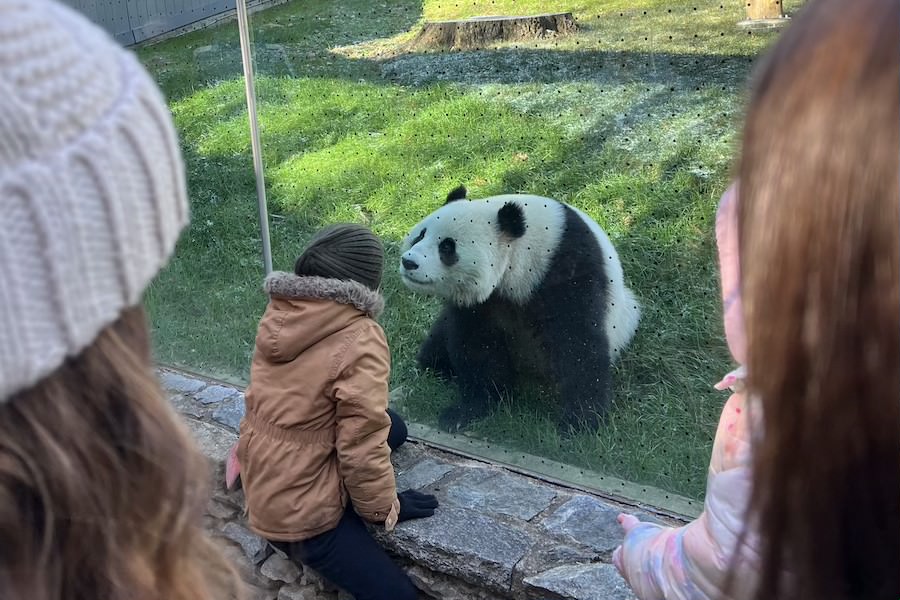 Panda with child in Encampment  