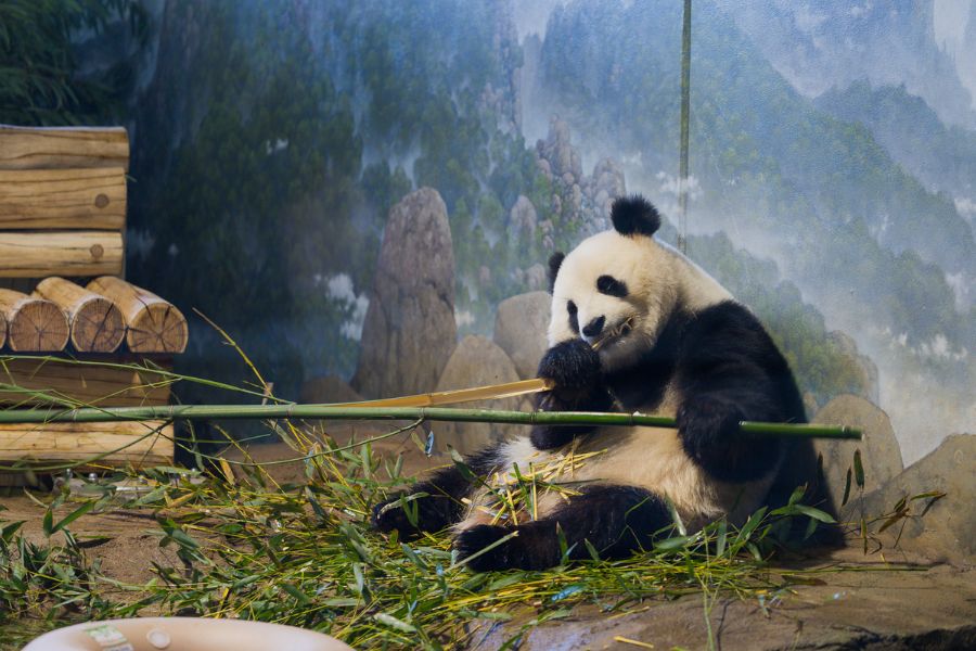 Panda at National Zoo