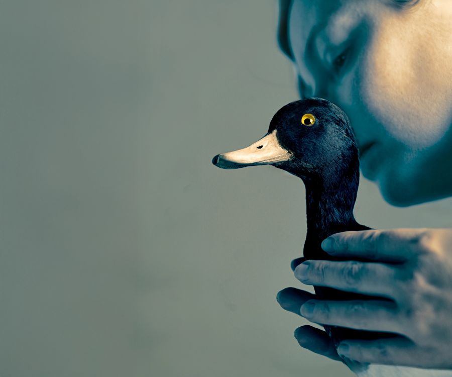 'The Wild Duck'