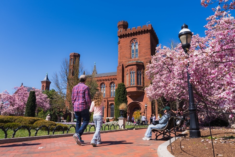 A man and child walk along a brick path lined with blooming pink magnolias near the Smithsonian Castle.