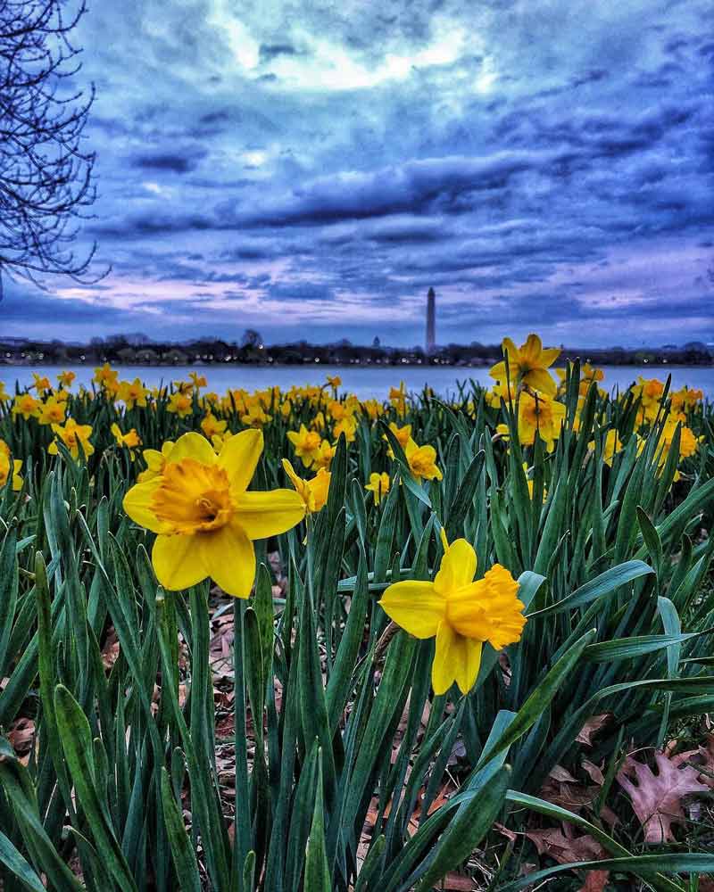 @rollerbladerdc - Flowers across the Potomac River at Lady Bird Johnson Memorial Park in Arlington, Virginia