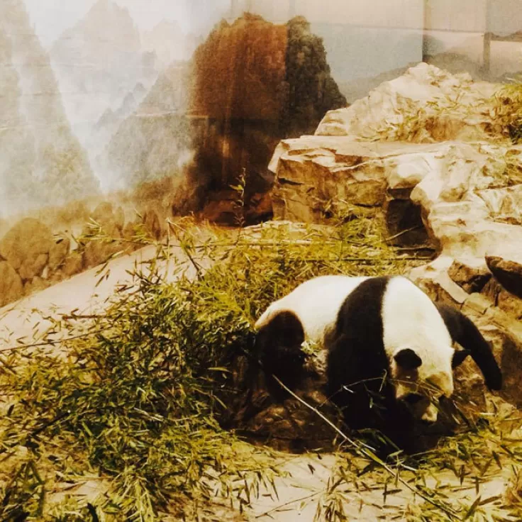 @dcwithkid - Panda at the Smithsonian National Zoo in Woodley Park - Things to Do in Washington, DC