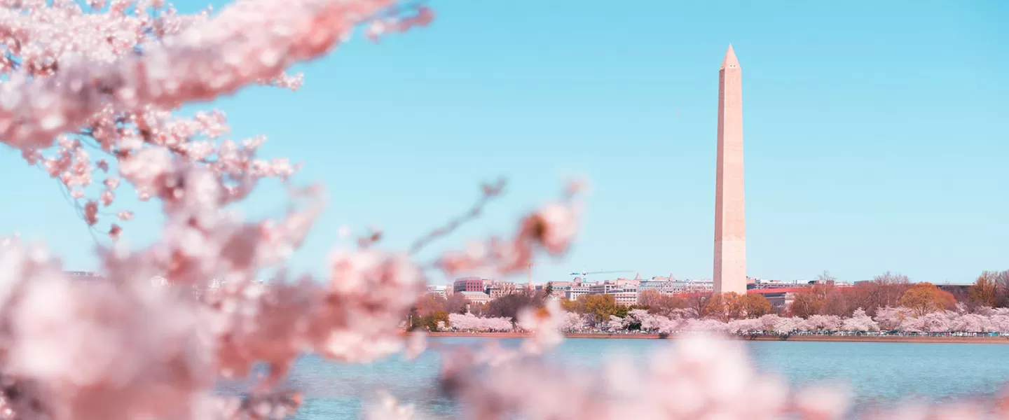 The Washington Monument framed by cherry blossoms, with a clear blue sky in the background. The blossoms add a soft, dreamy foreground, contrasting with the monument's tall, sharp structure.