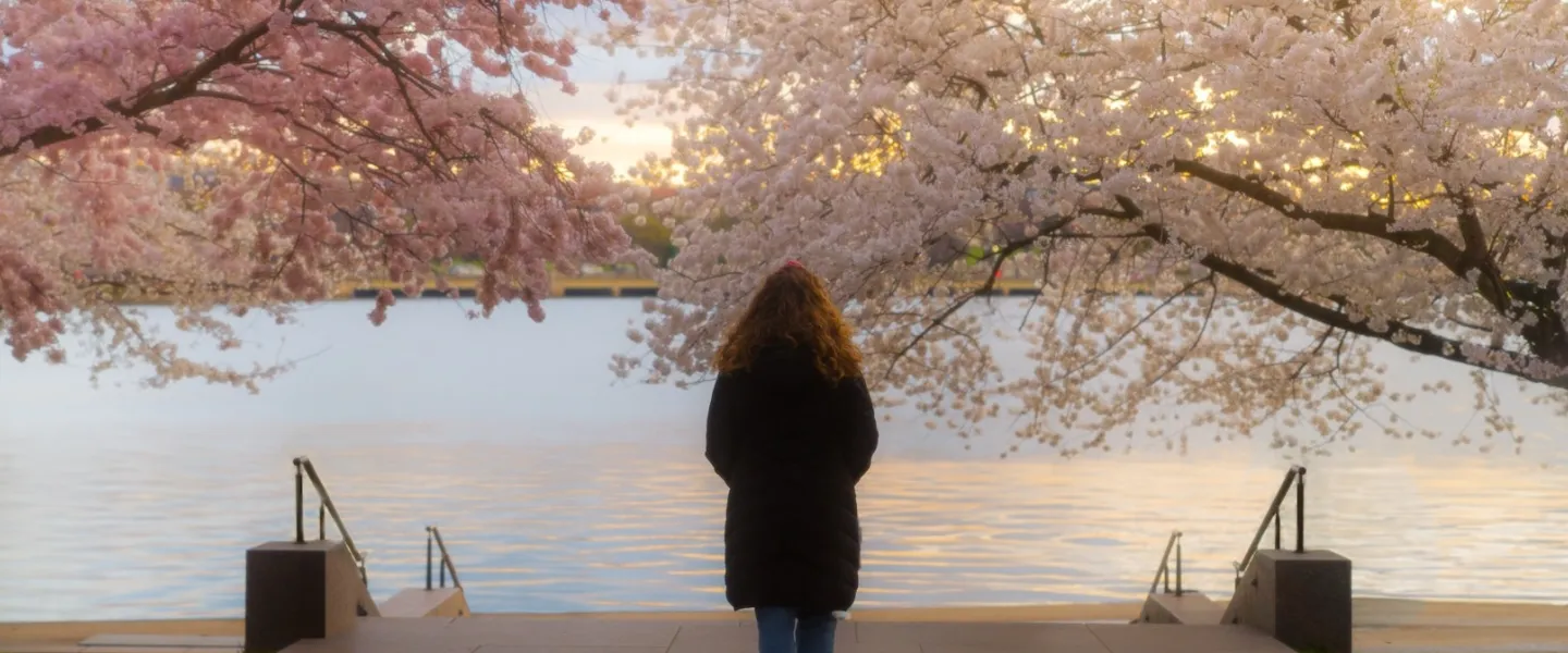 A person looks out onto the Tidal Basin in early morning light, which is surrounded by cherry blossom trees in bloom.