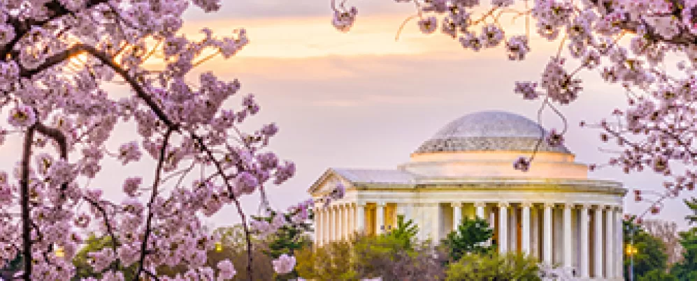 Cherry Blossoms