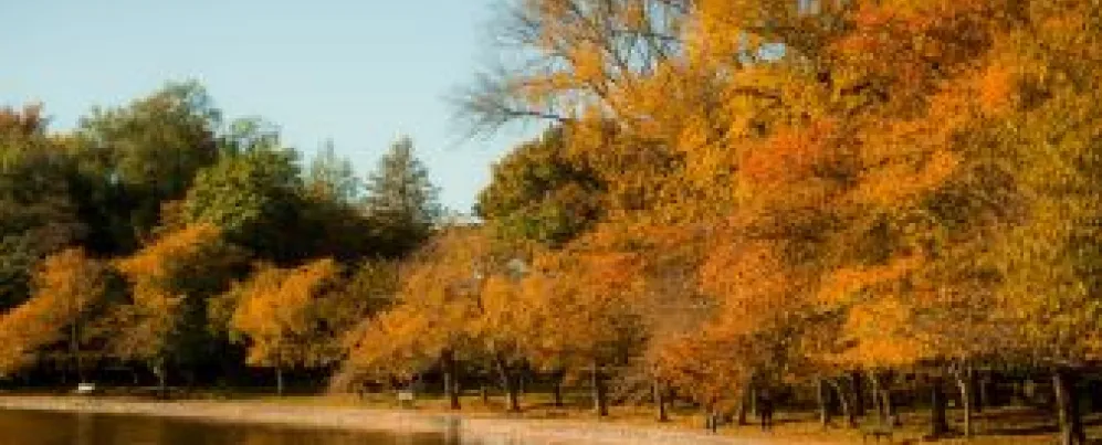 Tidal Basin Fall